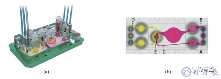 多器官微流控芯片技術(shù)及其應(yīng)用